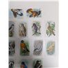 Image 3 : (15) Cards Church= Dwight useful Birds of America