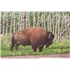 Image 1 : John M. Zupan (1941-1998) mat framed original watercolour painting, labelled "Bison Grazing", 7" X 6