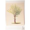 Image 2 : John M. Zupan (1941-1998) unsigned and unframed original watercolour of tree in spring. From the est
