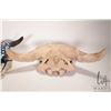 Image 4 : Two horned skulls, one painted and one non-painted with re-glued horn
