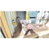 Image 1 : HONDA 11 HP PRESSURE WASHER MODEL GX340 COMES WITH MULTIPLE HOSES, WAND AND FLOOR SCRUBBER