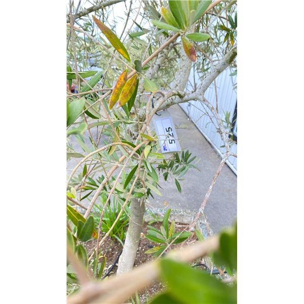 OLIVE TREE PLUS SPRING PLANTS. OVERALL HEIGHT APPROX 7' IN 3'X3' CONCRETE POT APPROX 24" H