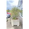 Image 2 : OLIVE TREE PLUS SPRING PLANTS. OVERALL HEIGHT APPROX 7' IN 3'X3' CONCRETE POT APPROX 24" H
