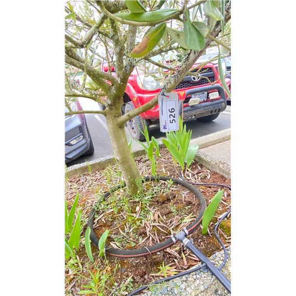 OLIVE TREE PLUS SPRING PLANTS. OVERALL HEIGHT APPROX 7' IN 3'X3' CONCRETE POT APPROX 24" H