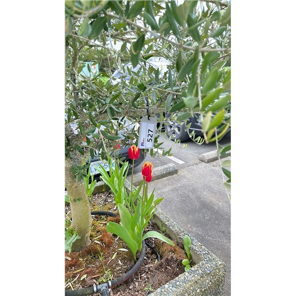 OLIVE TREE PLUS SPRING PLANTS. OVERALL HEIGHT APPROX 7' IN 3'X3' CONCRETE POT APPROX 24" H