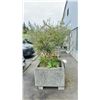 Image 2 : OLIVE TREE PLUS SPRING PLANTS. OVERALL HEIGHT APPROX 7' IN 3'X3' CONCRETE POT APPROX 24" H
