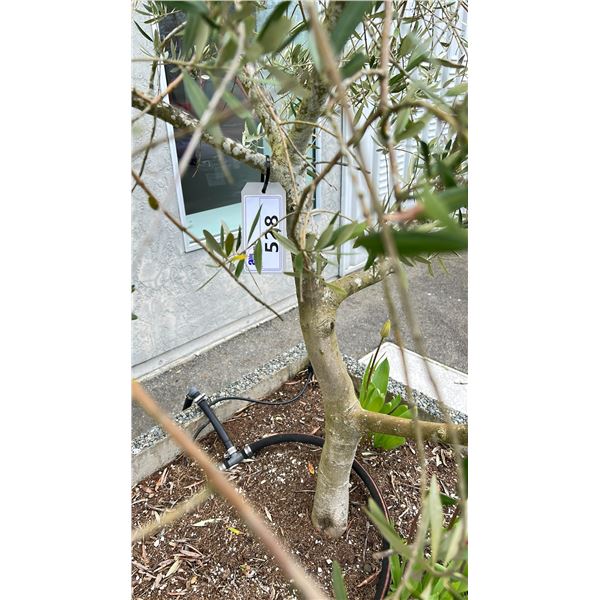 OLIVE TREE PLUS SPRING PLANTS. OVERALL HEIGHT APPROX 7' IN 3'X3' CONCRETE POT APPROX 24" H