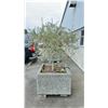 Image 2 : OLIVE TREE PLUS SPRING PLANTS. OVERALL HEIGHT APPROX 7' IN 3'X3' CONCRETE POT APPROX 24" H