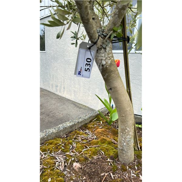OLIVE TREE PLUS SPRING PLANTS. OVERALL HEIGHT APPROX 7' IN 3'X3' CONCRETE POT APPROX 24" H