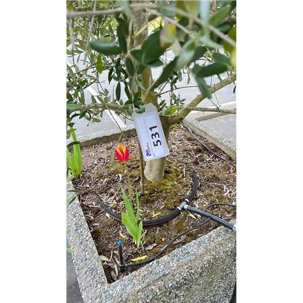 OLIVE TREE PLUS SPRING PLANTS. OVERALL HEIGHT APPROX 7' IN 3'X3' CONCRETE POT APPROX 24" H