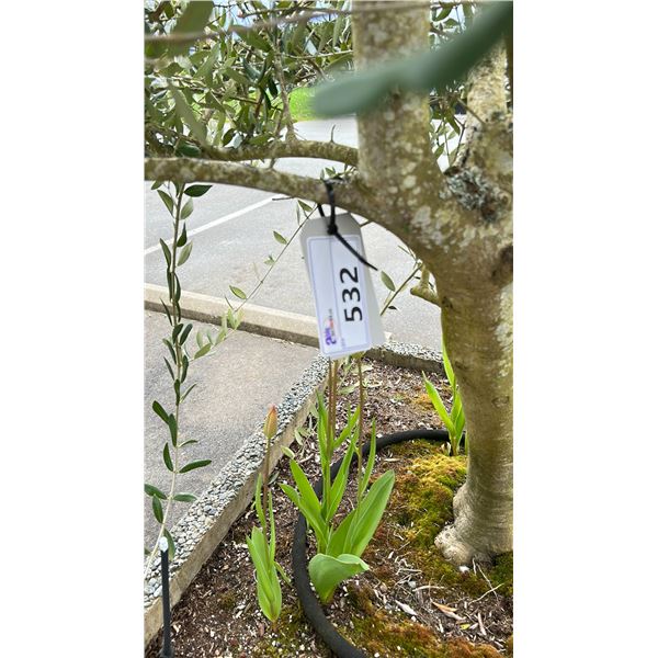 OLIVE TREE PLUS SPRING PLANTS. OVERALL HEIGHT APPROX 7' IN 3'X3' CONCRETE POT APPROX 24" H
