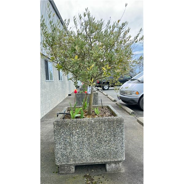 OLIVE TREE PLUS SPRING PLANTS. OVERALL HEIGHT APPROX 7' IN 3'X3' CONCRETE POT APPROX 24" H