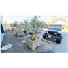 Image 2 : OLIVE TREE PLUS SPRING PLANTS. OVERALL HEIGHT APPROX 7' IN 3'X3' CONCRETE POT APPROX 24" H