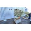 Image 2 : OLIVE TREE PLUS SPRING PLANTS. OVERALL HEIGHT APPROX 7' IN 3'X3' CONCRETE POT APPROX 24" H