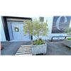 Image 2 : OLIVE TREE PLUS SPRING PLANTS. OVERALL HEIGHT APPROX 7' IN 3'X3' CONCRETE POT APPROX 24" H