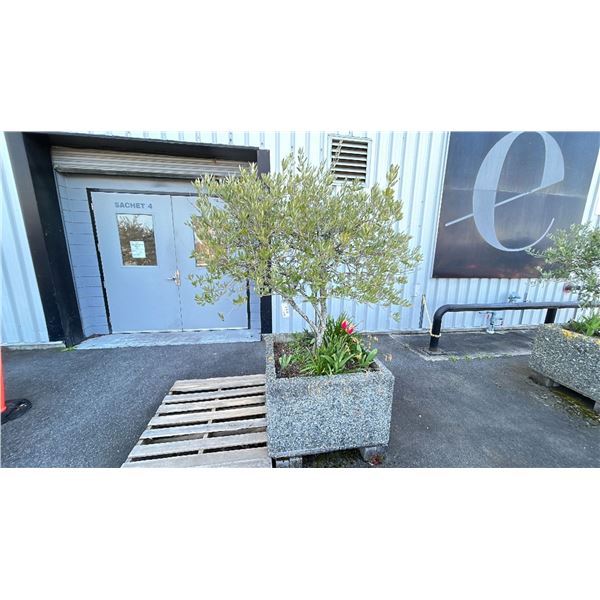 OLIVE TREE PLUS SPRING PLANTS. OVERALL HEIGHT APPROX 7' IN 3'X3' CONCRETE POT APPROX 24" H
