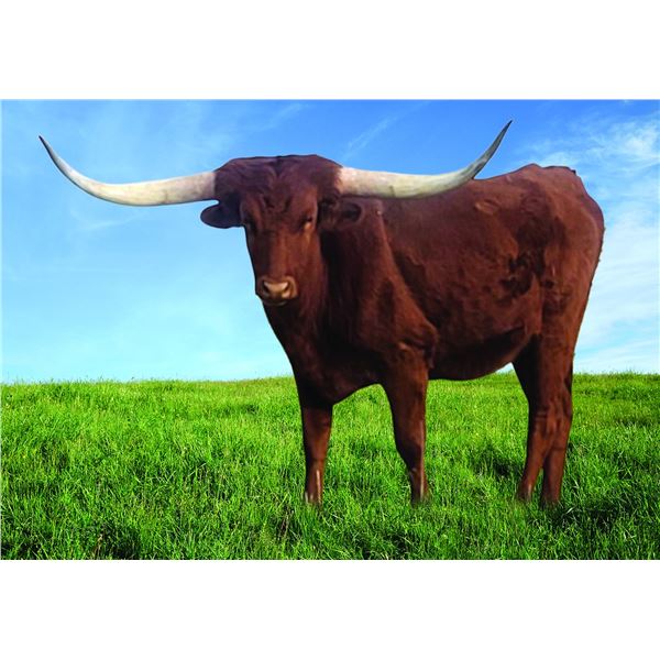 Whiskey's Lil Tinker HCL