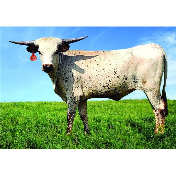 High Stakes Rose HCL