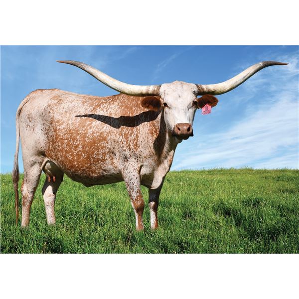 TCC ANOTHER PERFECT GIRL