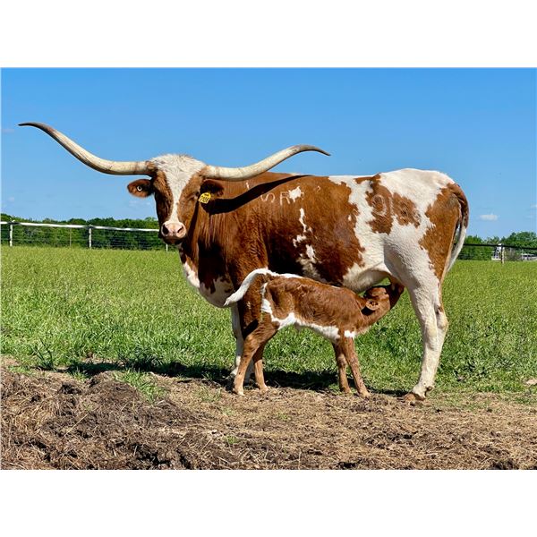 SR Clout's Full House 0186