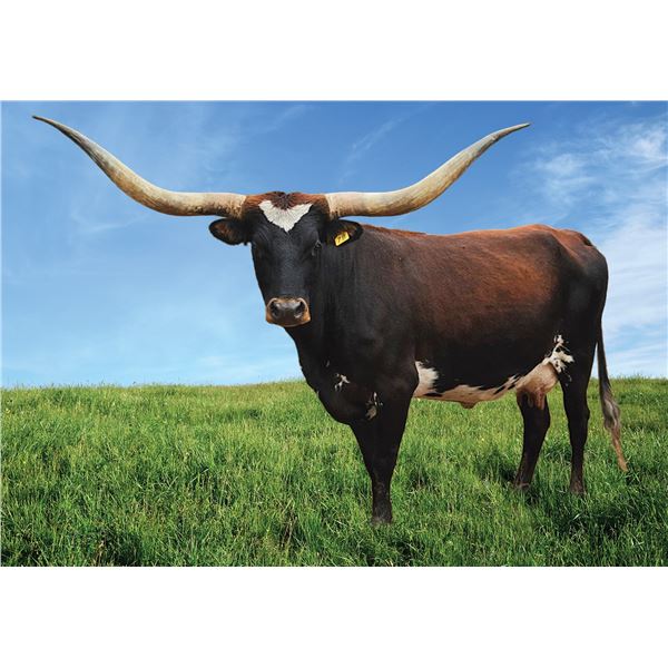 BL SWINGING COWGIRL 978