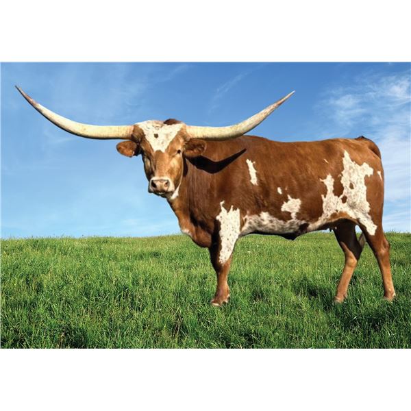 SCRATCH: BL Cowgirl X