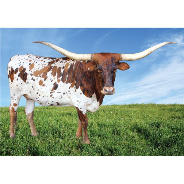 SH Running Royal 115/8