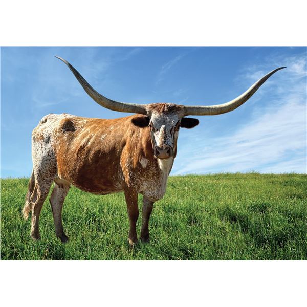 RM Special Mellow 923