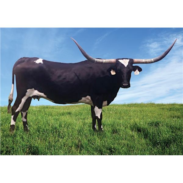 RML Smokin Hot Safari