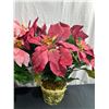 Image 4 : 3 Artificial Potted Poinsettias