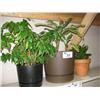 Image 1 : 3 Potted Plants (living)