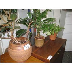 3 Potted Plants