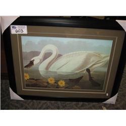 Framed Print - White Swan