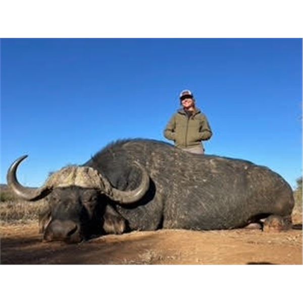 CAPE BUFFALO HUNT SOUTH AFRICA