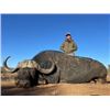 Image 1 : CAPE BUFFALO HUNT SOUTH AFRICA