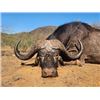 Image 2 : CAPE BUFFALO HUNT SOUTH AFRICA