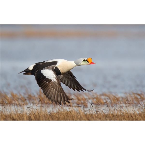 St. Paul Island, Alaska, King Eider Hunt for 1 Hunter