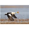 Image 1 : St. Paul Island, Alaska, King Eider Hunt for 1 Hunter