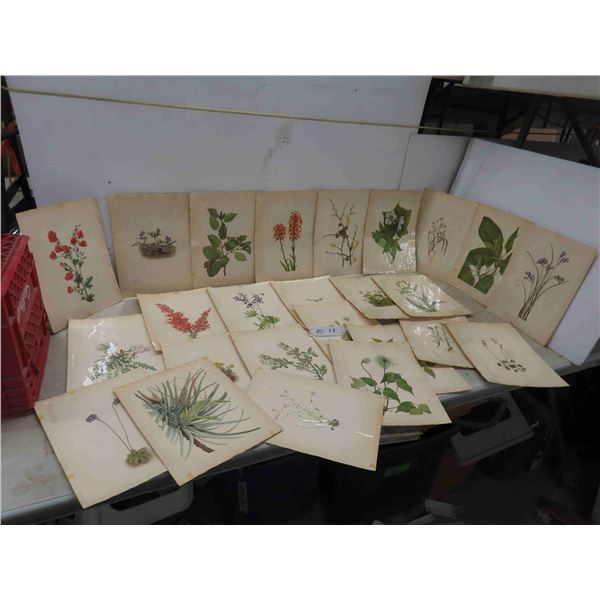 25 Antique 1925 North American Wildflowers by Mary Vaux 