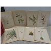 Image 2 : 25 Antique 1925 North American Wildflowers by Mary Vaux 