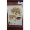 Image 2 : Framed Flora of North America Hand Signed 16'' 
