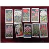 Image 2 : 1925 Imperial Tobacco Co. Cards : Flower Culture in Pots,