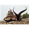 Image 7 : Spanish Red Deer and Iberian Mouflon hunt for 2 hunters with Toquero Hunting in Spain