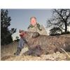 Image 4 : Texas Hog Hunt with Pope Brothers Guide Service for 2 hunters for 2 days, unlimited feral hogs.