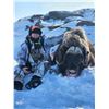 Image 10 : Arctic Muskox Hunt for 1 hunter in the Northwest or Nunavut Territories of Canada