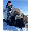 Image 2 : Arctic Muskox Hunt for 1 hunter in the Northwest or Nunavut Territories of Canada