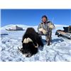 Image 3 : Arctic Muskox Hunt for 1 hunter in the Northwest or Nunavut Territories of Canada