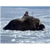 Image 4 : Arctic Muskox Hunt for 1 hunter in the Northwest or Nunavut Territories of Canada