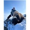 Image 5 : Arctic Muskox Hunt for 1 hunter in the Northwest or Nunavut Territories of Canada