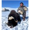 Image 6 : Arctic Muskox Hunt for 1 hunter in the Northwest or Nunavut Territories of Canada